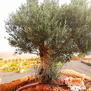 Affittacamere El Bounty Puerto del Rosario (Fuerteventura)